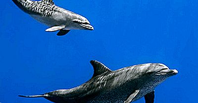 ¿Los Delfines Son Mamíferos?