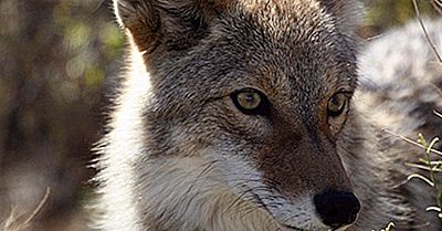 Fatti Del Coyote: Animali Del Nord America