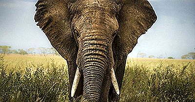 Forskellene Asiatisk Elefant Og En Afrikansk Elefant | 2022