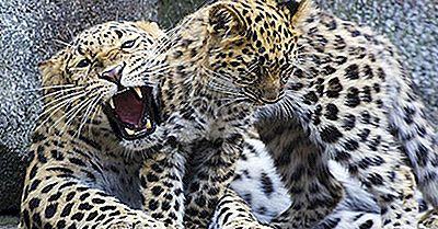 Quantos Tipos De Leopardos Vivem No Mundo Hoje?