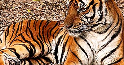 Cele Mai Multe Amenințate Tigri Din Lume