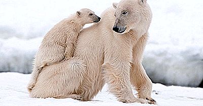Isbjörnens Befolkning Över Hela Världen: Viktiga Fakta Och Siffror