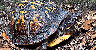 Tortues Menacées Du Canada